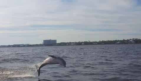 Orange Beach Sunset Dolphin Cruise