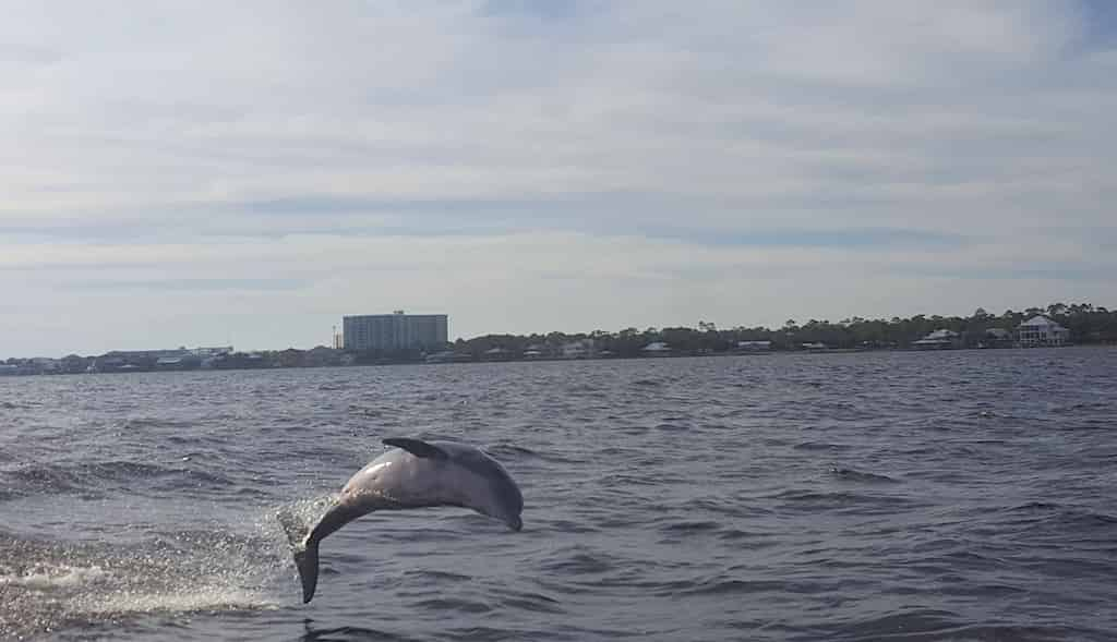 orange dolphin