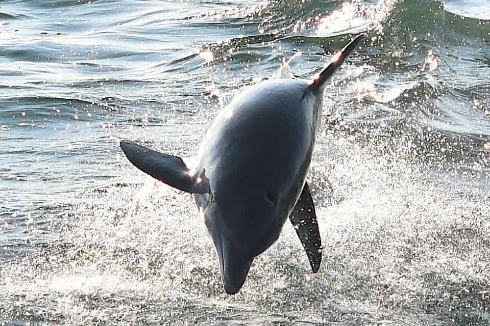 Orange-Beach-Dolphin-Cruise