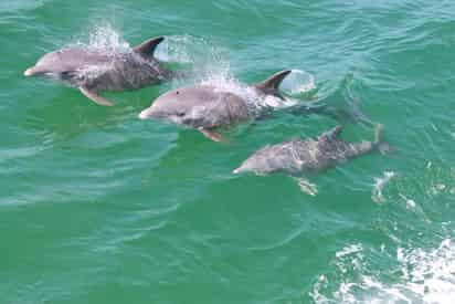 Orange Beach Sunset Dolphin Cruise