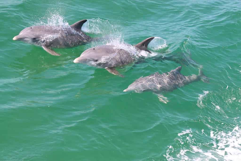 Orange-Beach-Dolphin-Cruise