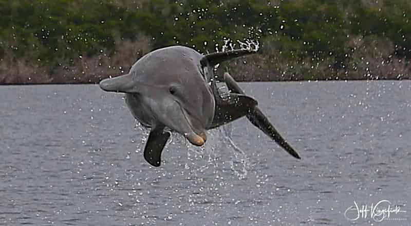 Everglades-Dolphin-Birding-and-Shelling-Tour-Goodland