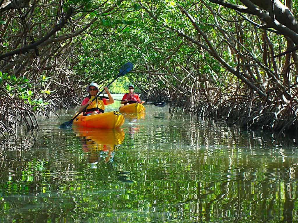 Guided-Mangroves-Kayak-Eco-Tour