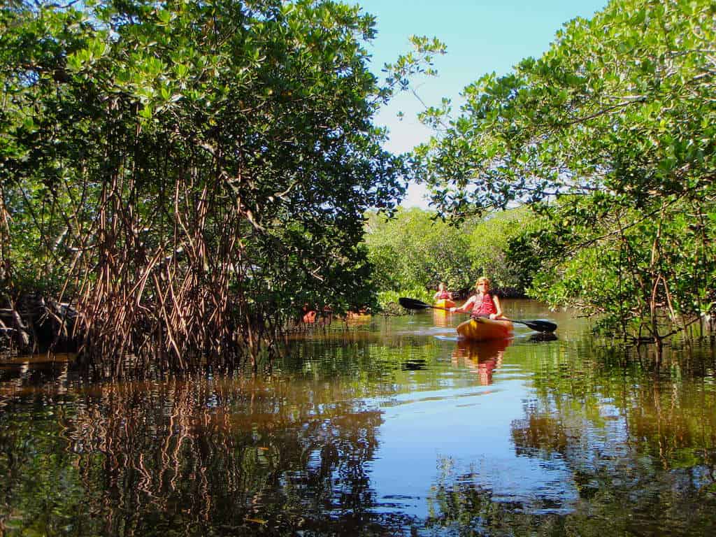 Guided-Mangroves-Kayak-Eco-Tour
