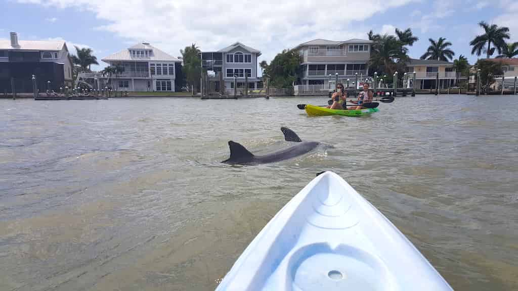 Guided-Mangroves-Kayak-Eco-Tour