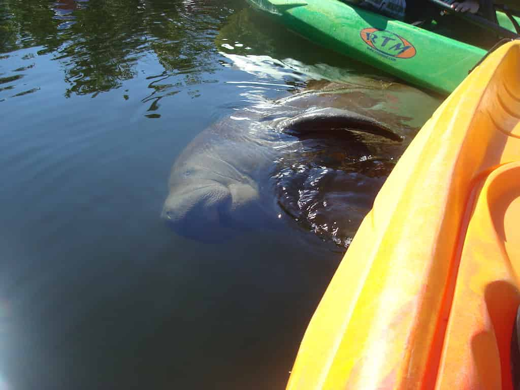 Guided-Mangroves-Kayak-Eco-Tour