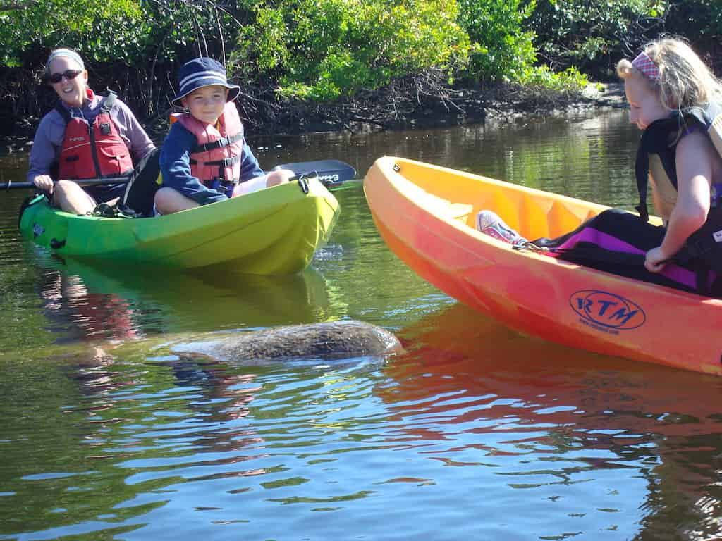 Guided-Mangroves-Kayak-Eco-Tour