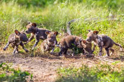 Combo Admission to ZooTampa at Lowry Park & The Florida Aquarium