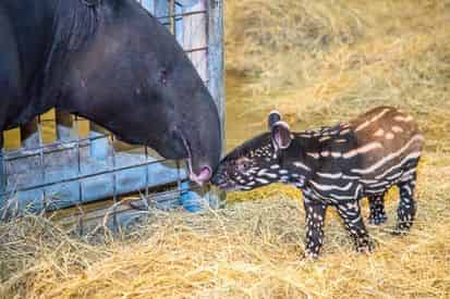 Combo Admission to ZooTampa at Lowry Park & The Florida Aquarium