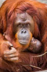 Combo Admission to ZooTampa at Lowry Park & The Florida Aquarium