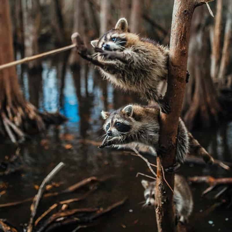 Honey-Island-Swamp-Tour-With-Optional-Transportation-By-Cajun-Encounters