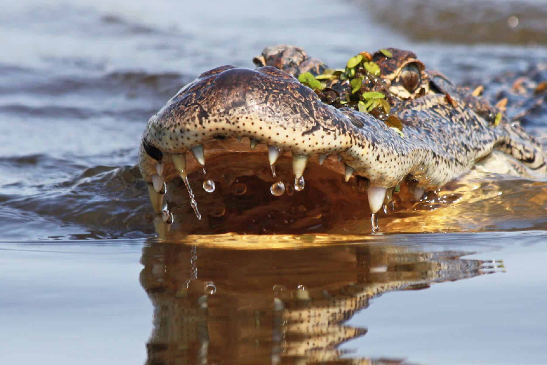 Honey-Island-Swamp-Tour-With-Optional-Transportation-By-Cajun-Encounters