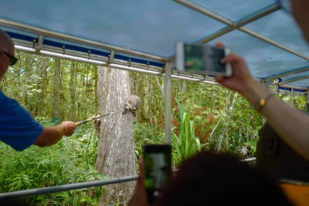 Honey-Island-Swamp-Tour-With-Optional-Transportation-By-Cajun-Encounters