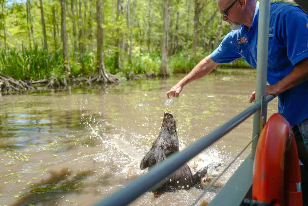 Honey-Island-Swamp-Tour-With-Optional-Transportation-By-Cajun-Encounters