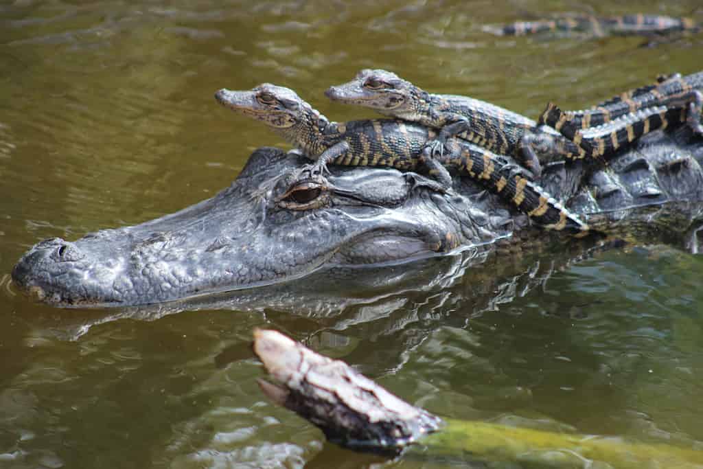 Jean-Lafitte-Swamp-and-Bayou-Tour-with-Optional-Transportation