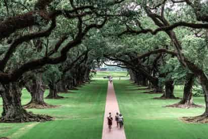 Oak Alley Plantation & Airboat Combo Tour with Transportation from New Orleans