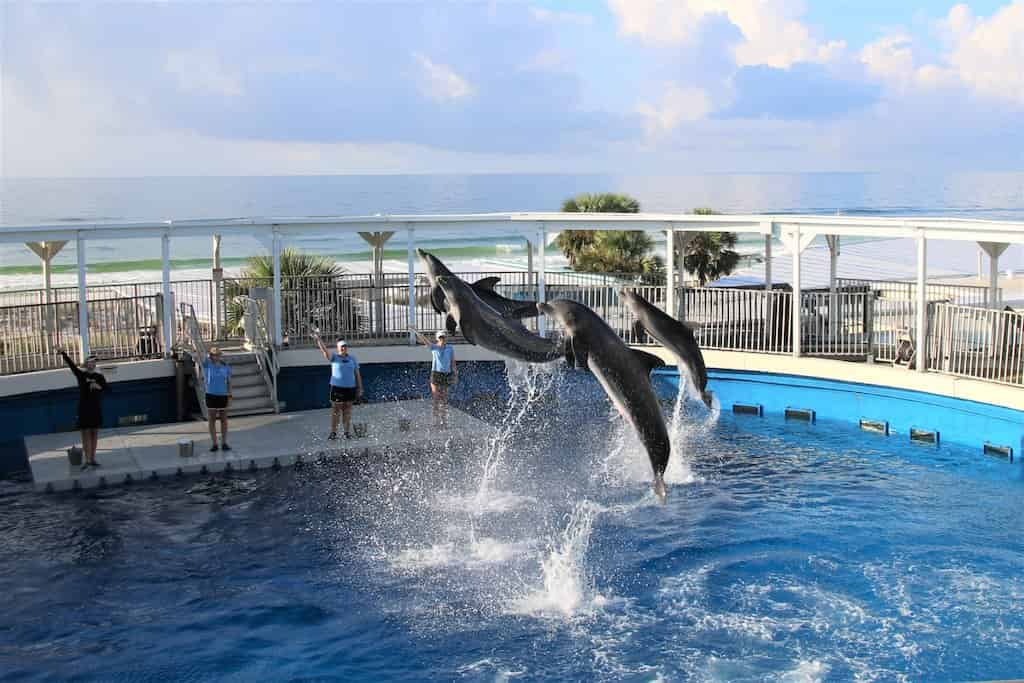 Gulfarium-Marine-Adventure-Park-Admission-Tickets