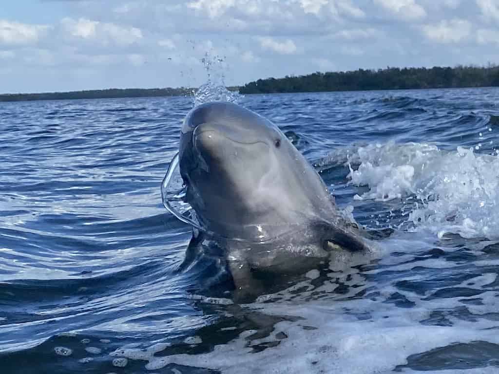 Everglades-2-Hour-Birding-Dolphin-and-Wildlife-Boat-Tour