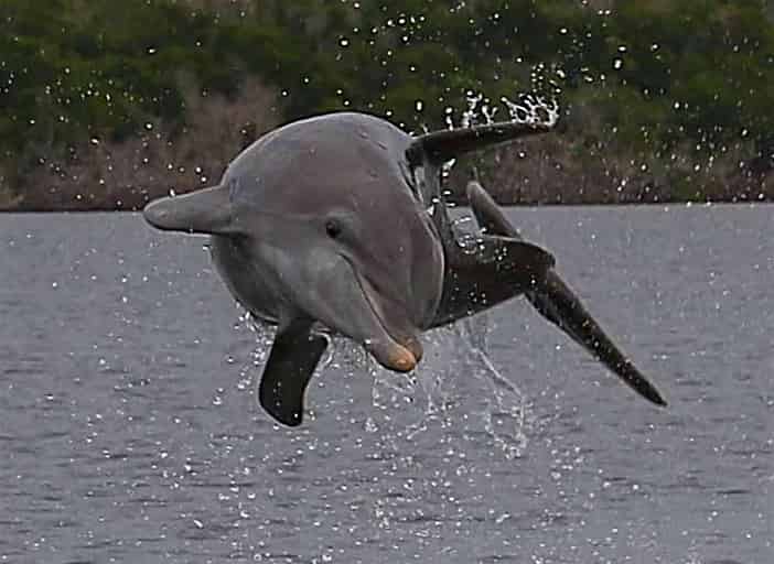 Everglades-2-Hour-Birding-Dolphin-and-Wildlife-Boat-Tour