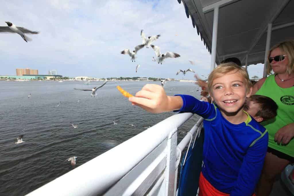 Shell-Island-Eco-Sea-fari-Tour-and-Dolphin-Encounter