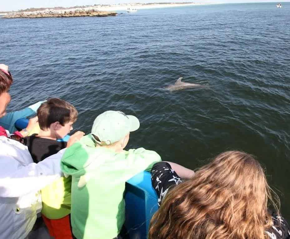 Shell-Island-Eco-Sea-fari-Tour-and-Dolphin-Encounter