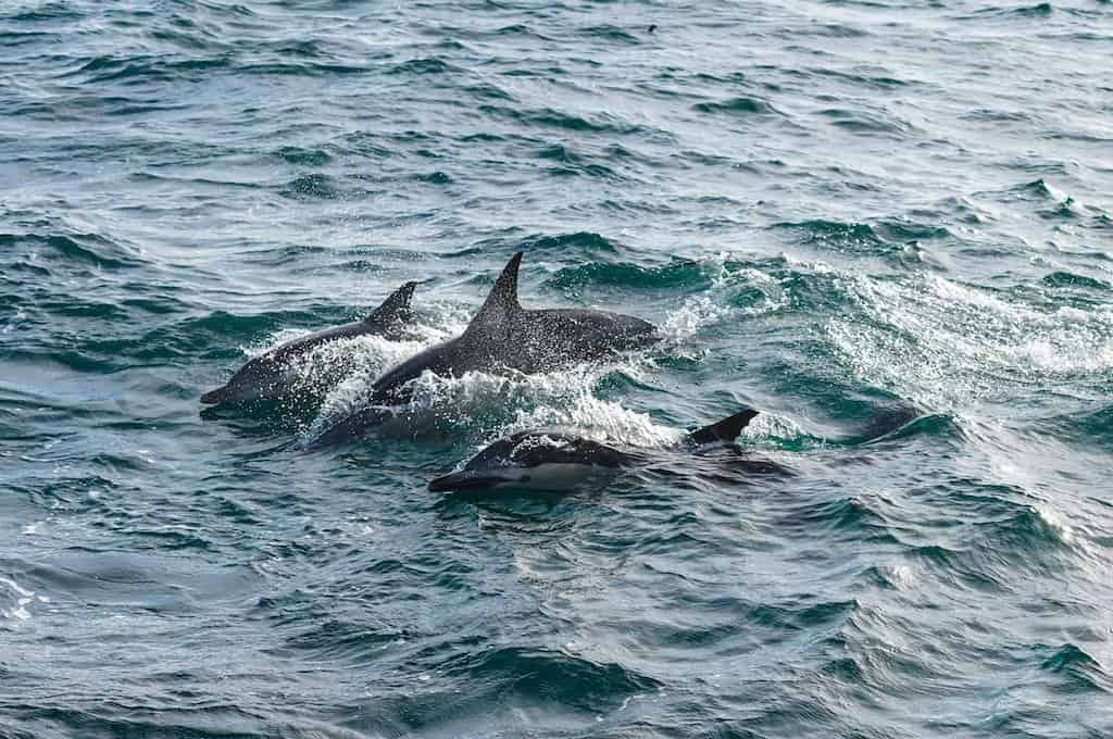 Pensacola-Beach-Sunset-Dolphin-Cruise