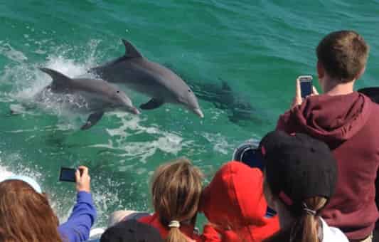Pensacola-Beach-Sunset-Dolphin-Cruise