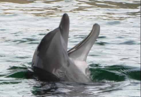 2-Hour-North-Myrtle-Beach-Jet-Ski-Eco-Tour-and-Dolphin-Encounter