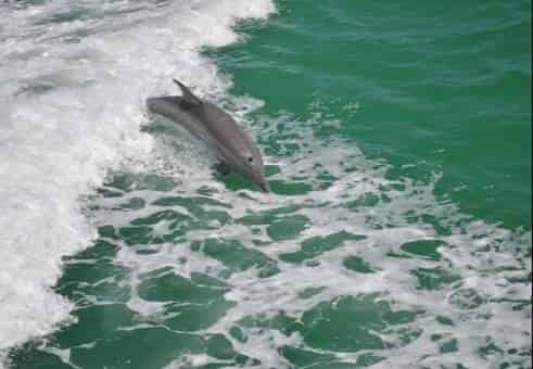Dolphin-Exploration-Cruise-with-The-Tropics-Boat-Tours