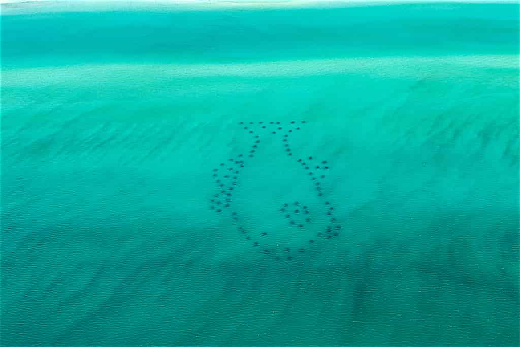 Artificial-Reef-Guided-Snorkel-Tour-Inlet-Beach-Grouper-Reef