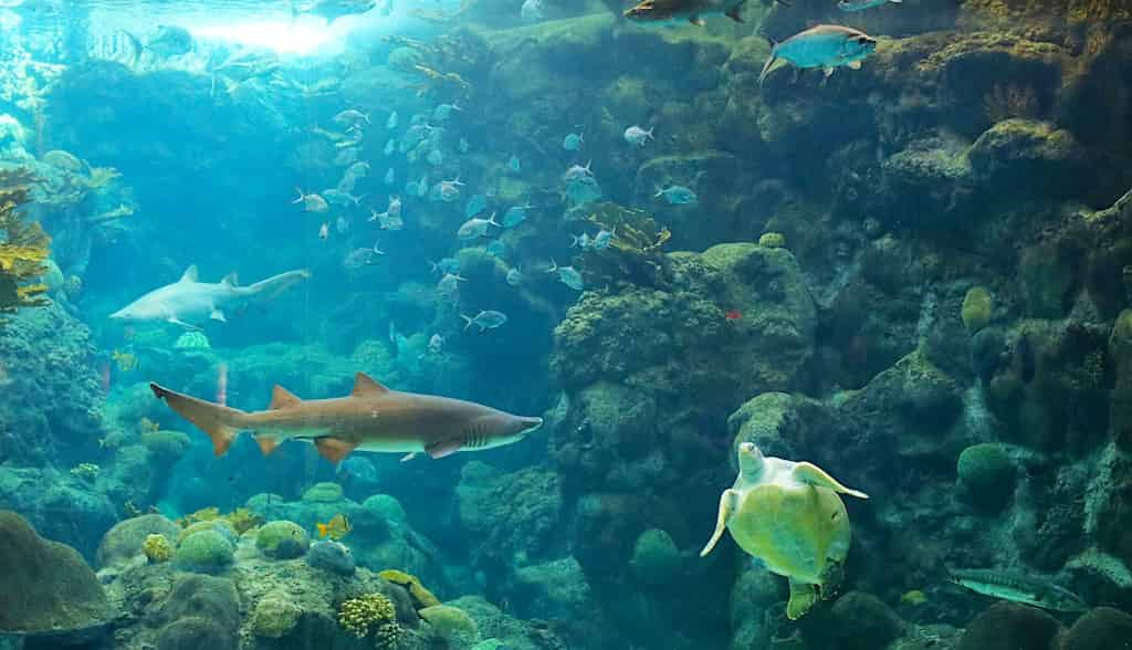 The Florida Aquarium - TripShock!