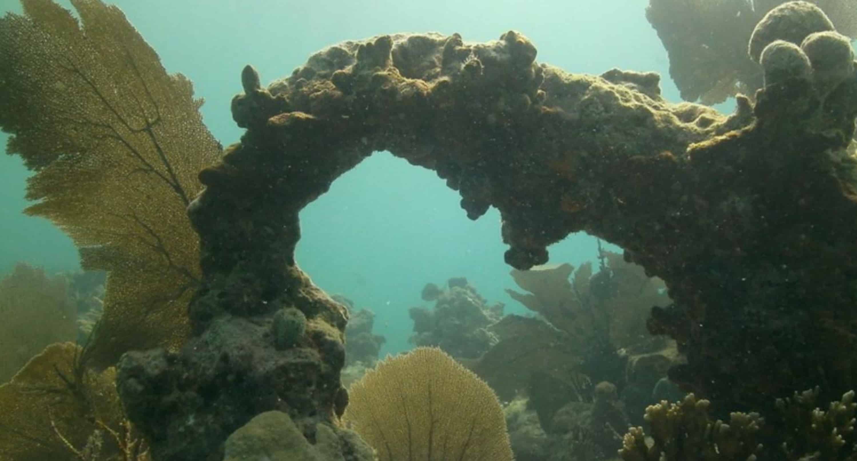 Reef-Dive-or-Snorkel-Excursion-with-Lost-Reef-Adventures