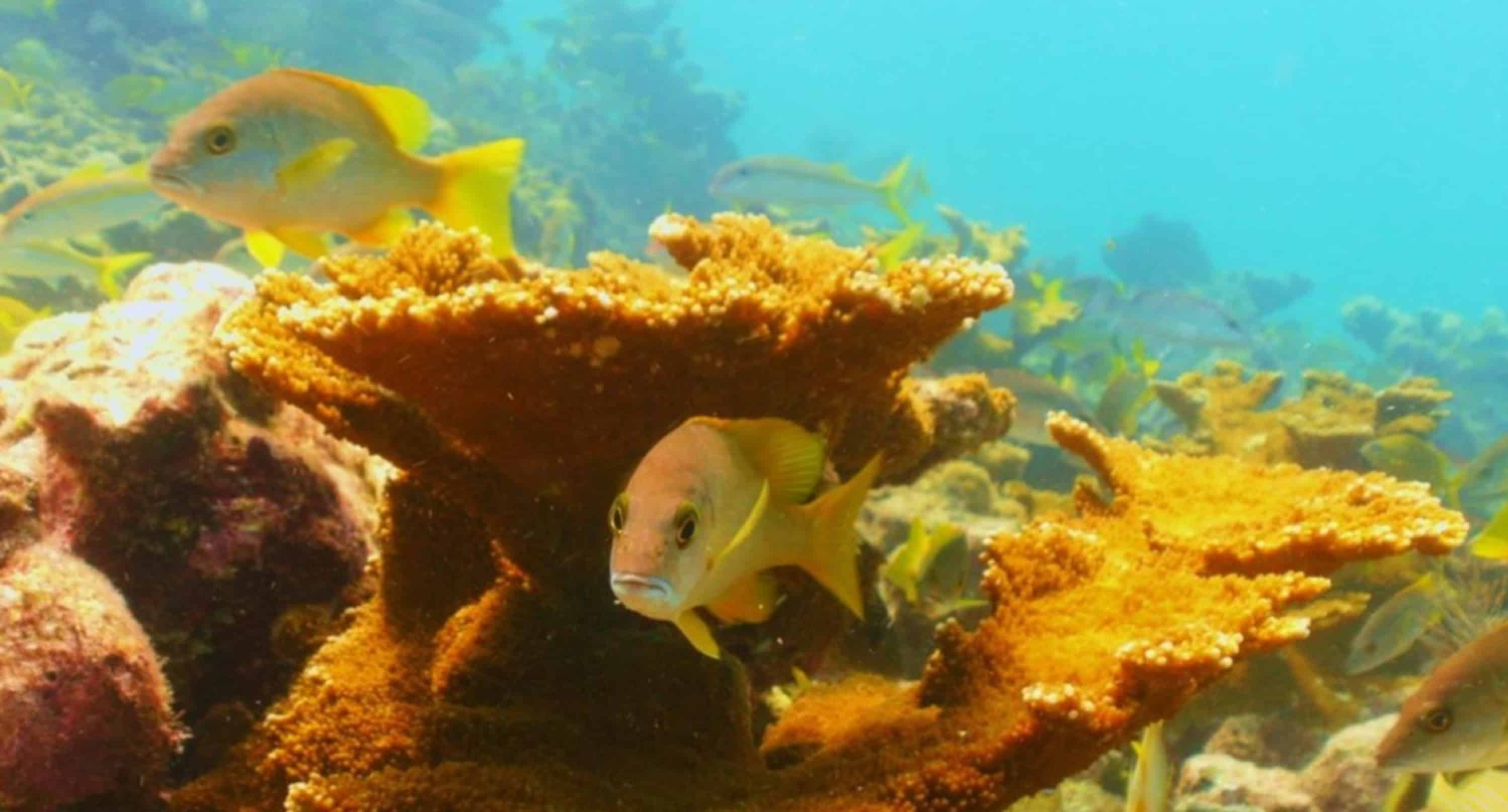 Reef-Dive-or-Snorkel-Excursion-with-Lost-Reef-Adventures