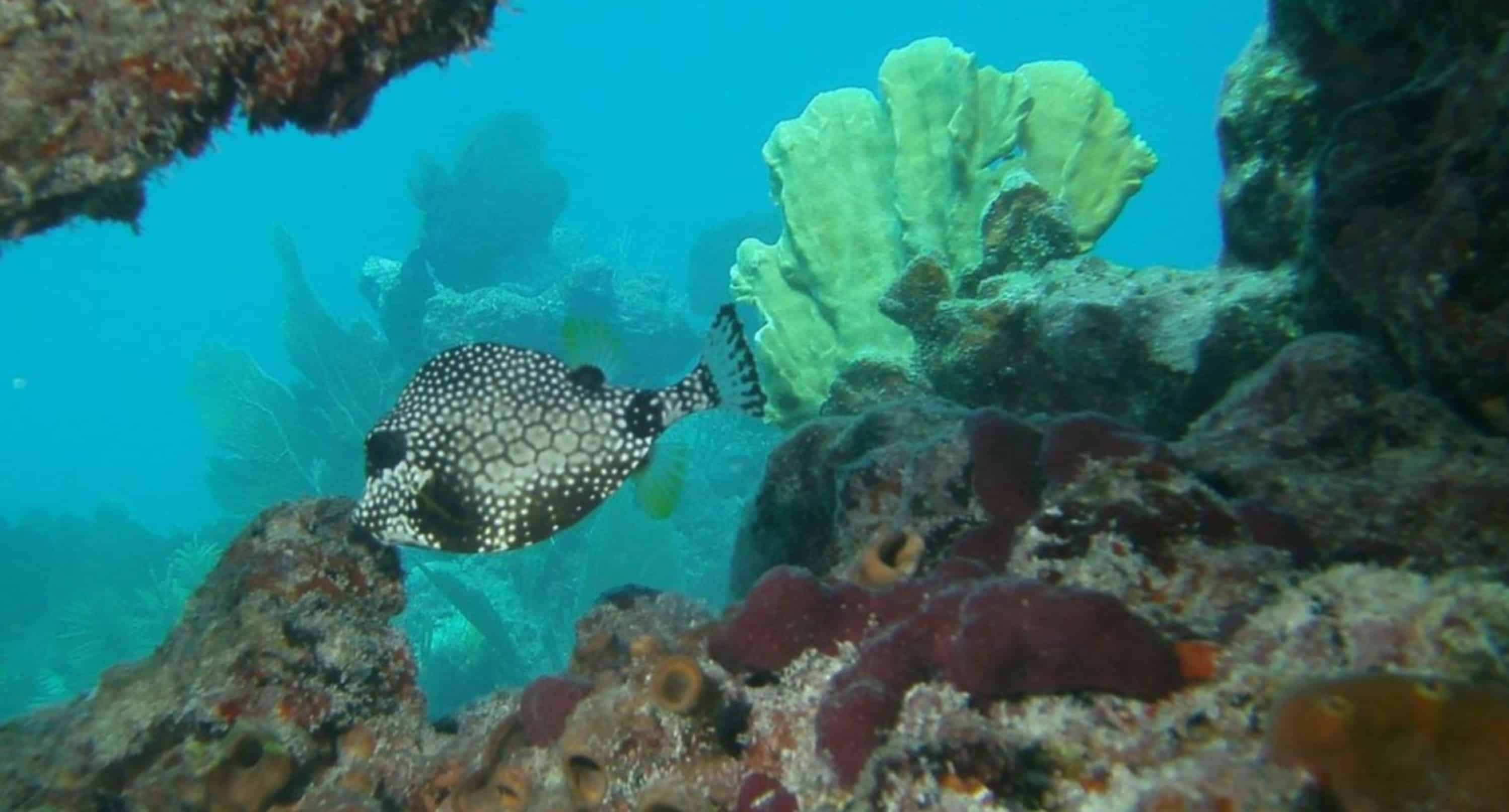 Reef-Dive-or-Snorkel-Excursion-with-Lost-Reef-Adventures