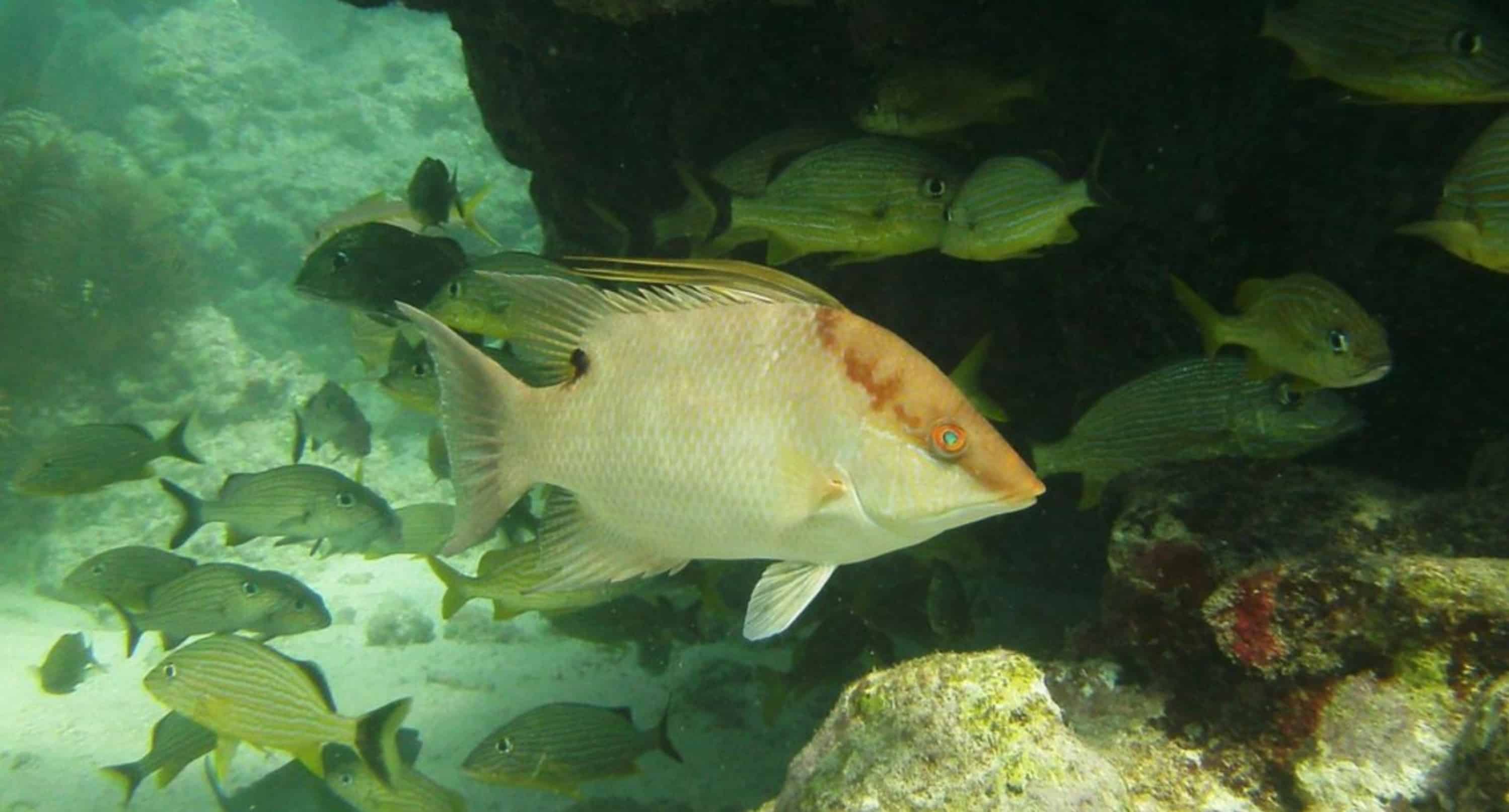 Reef-Dive-or-Snorkel-Excursion-with-Lost-Reef-Adventures