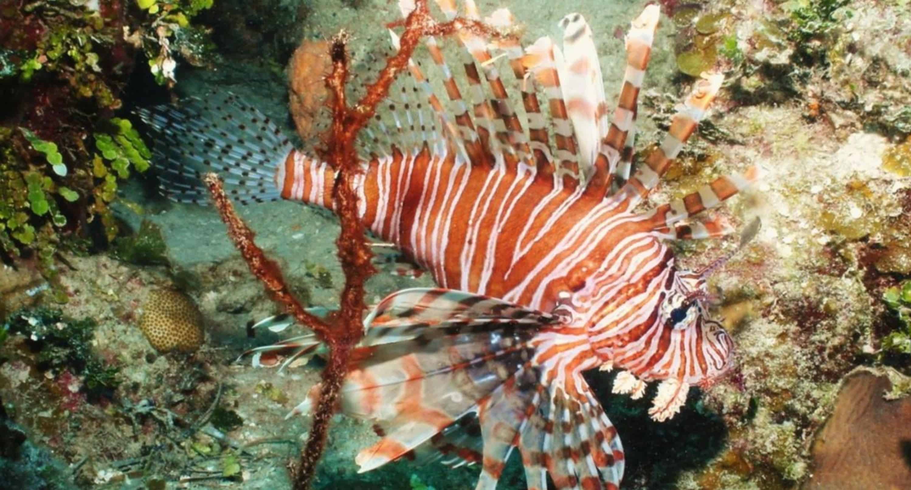Reef-Dive-or-Snorkel-Excursion-with-Lost-Reef-Adventures