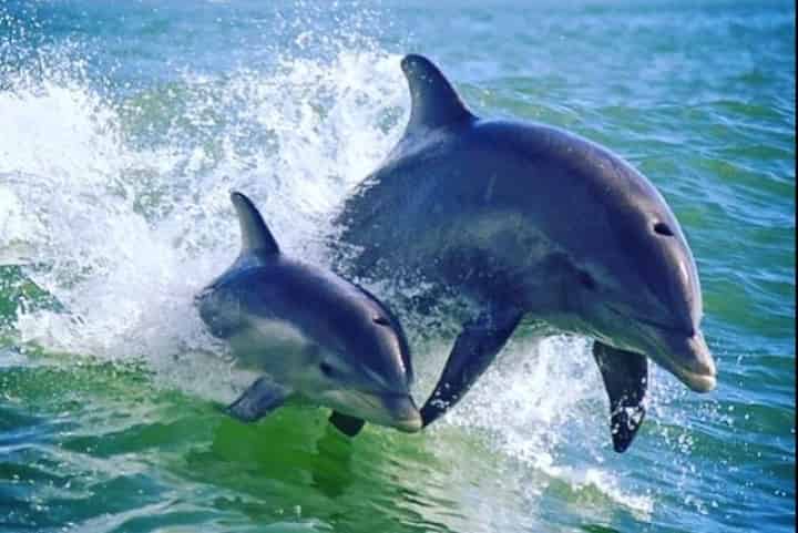 Dolphin-Speedboat-Adventure-Aboard-the-Dolphin-Racer