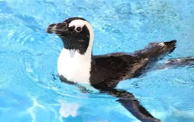 Discover-Penguins-at-Gulfarium-Marine-Adventure-Park