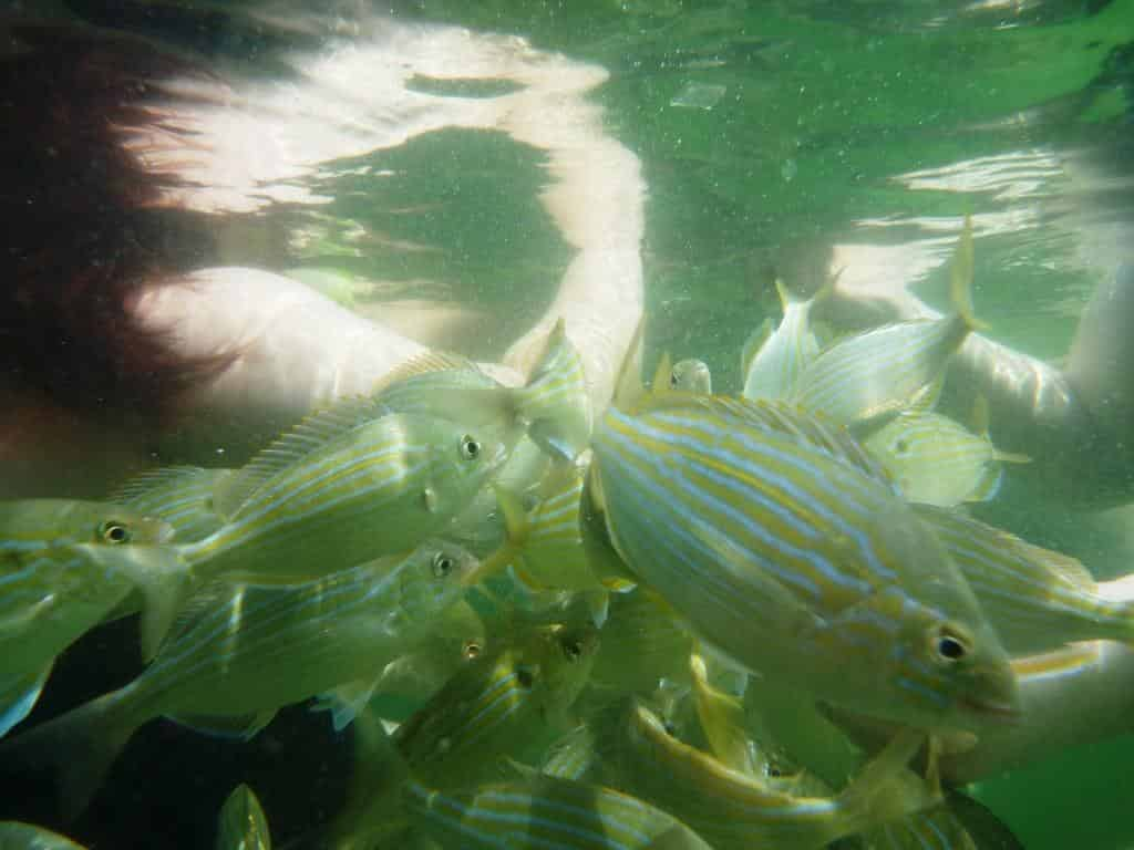 Destin-Snorkeling-and-Shelling-Excursion-Aboard-Harbor-Lady