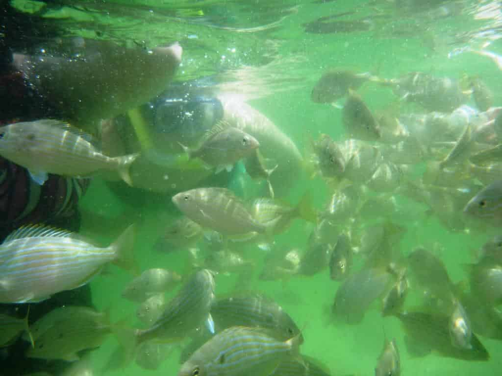 Destin-Snorkeling-and-Shelling-Excursion-Aboard-Harbor-Lady