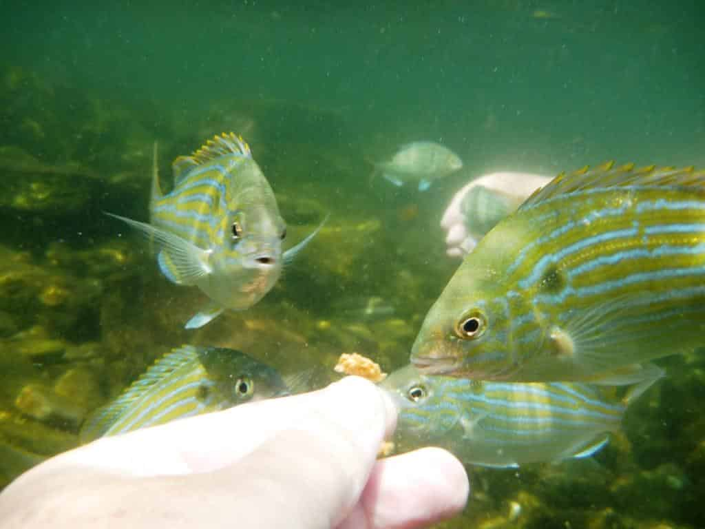 Destin-Snorkeling-and-Shelling-Excursion-Aboard-Harbor-Lady