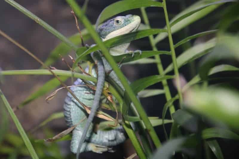 Kids-Reptile-Safari-at-Gulfarium-Marine-Adventure-Park