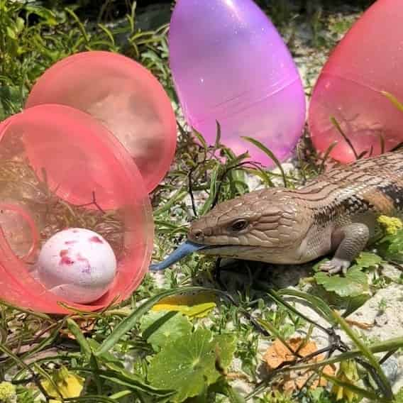 Kids-Reptile-Safari-at-Gulfarium-Marine-Adventure-Park