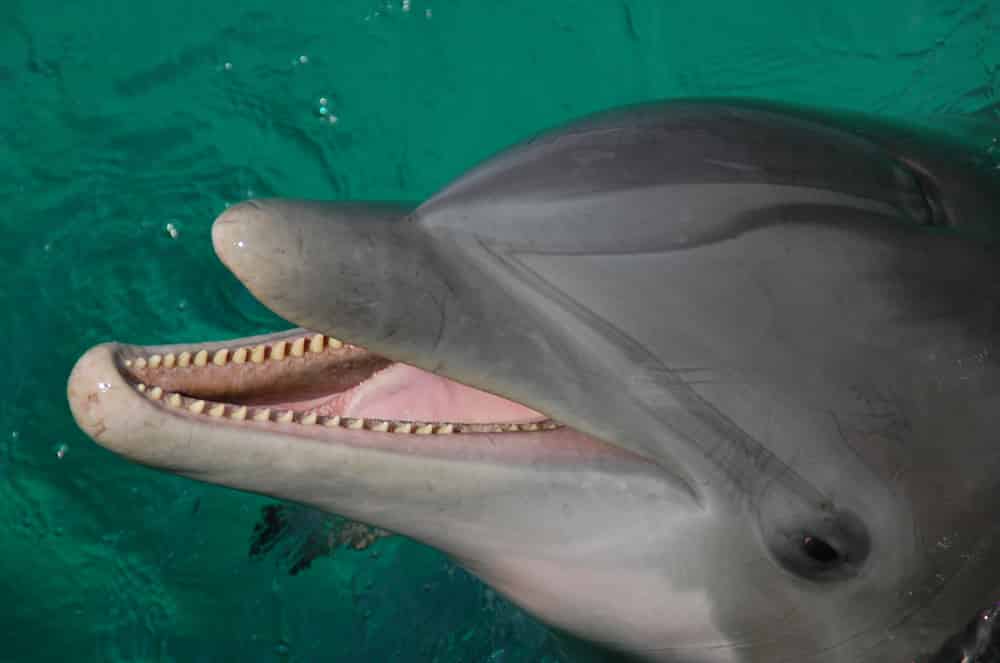 Dolphin-Sightseeing-Cruise-Aboard-The-Original-Sea-Screamer