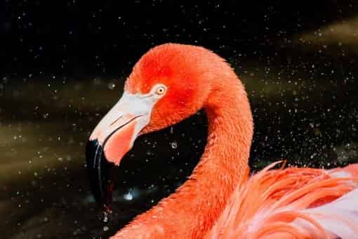 Tropical-Botanical-Garden-and-Everglades-Wildlife-Sanctuary-at-Flamingo-Gardens