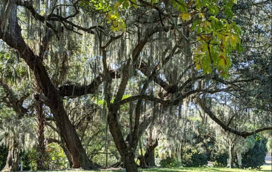 Tropical-Botanical-Garden-and-Everglades-Wildlife-Sanctuary-at-Flamingo-Gardens