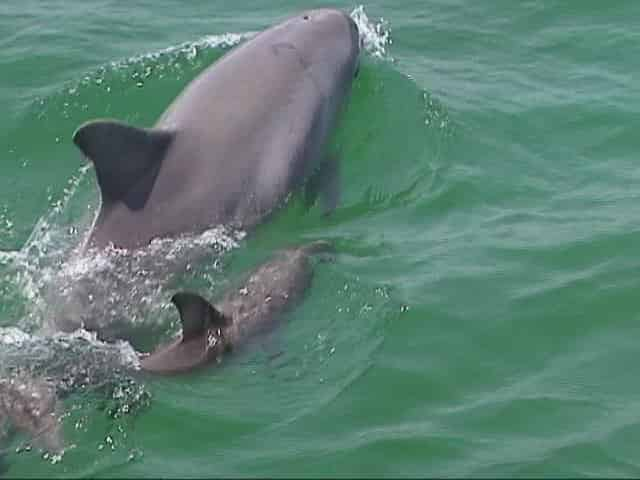 4-Hour-Shell-Island-Dolphin-Swim-Experience-With-Water-Planet-USA