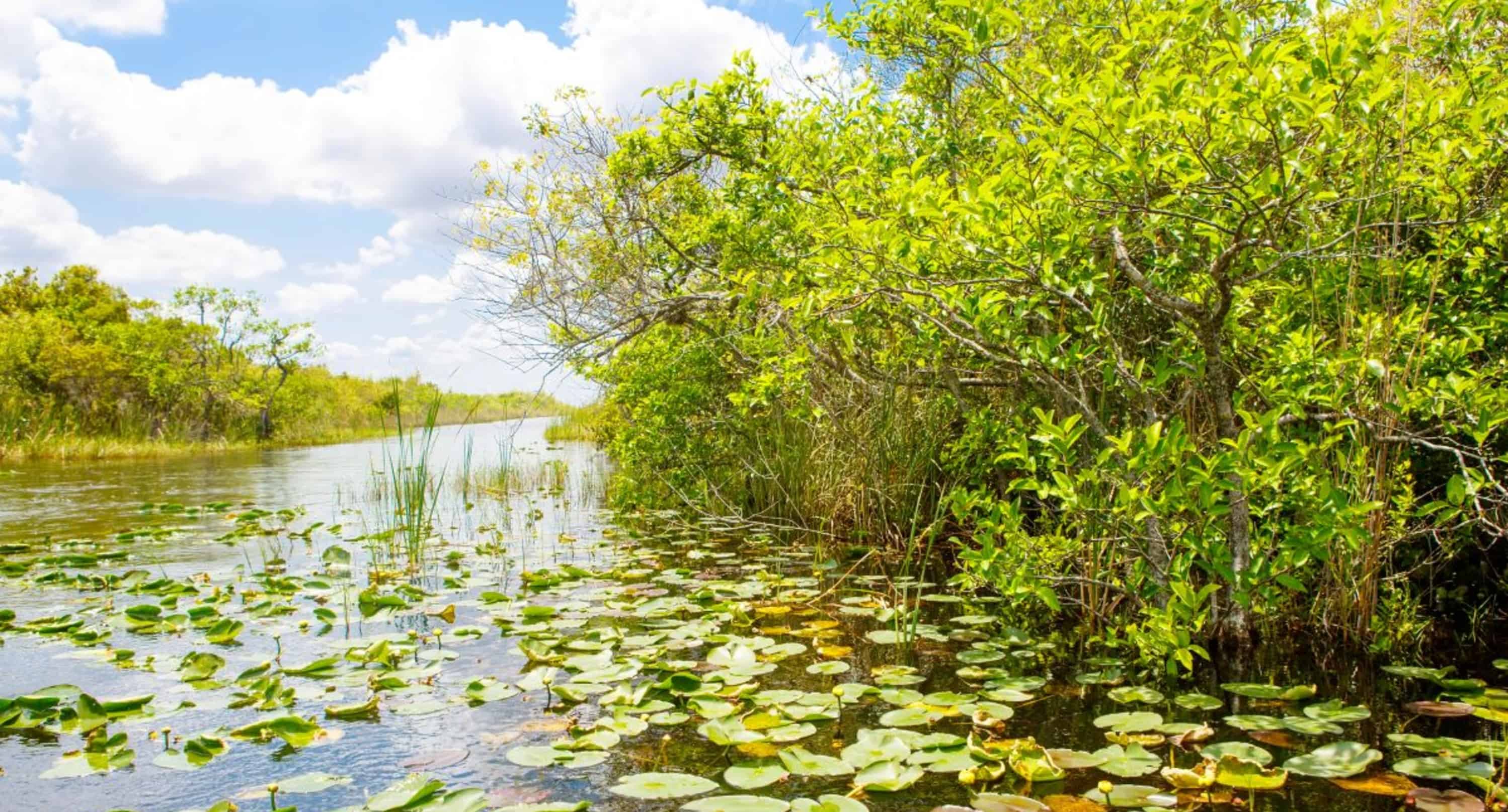Morning-Everglades-Airboat-Excursion-with-Transportation-by-Gray-Line-Miami