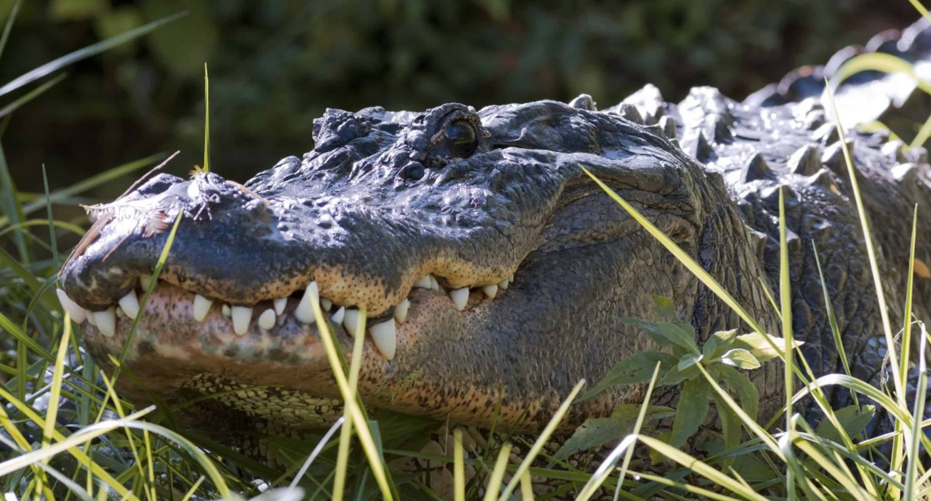 Morning-Everglades-Airboat-Excursion-with-Transportation-by-Gray-Line-Miami