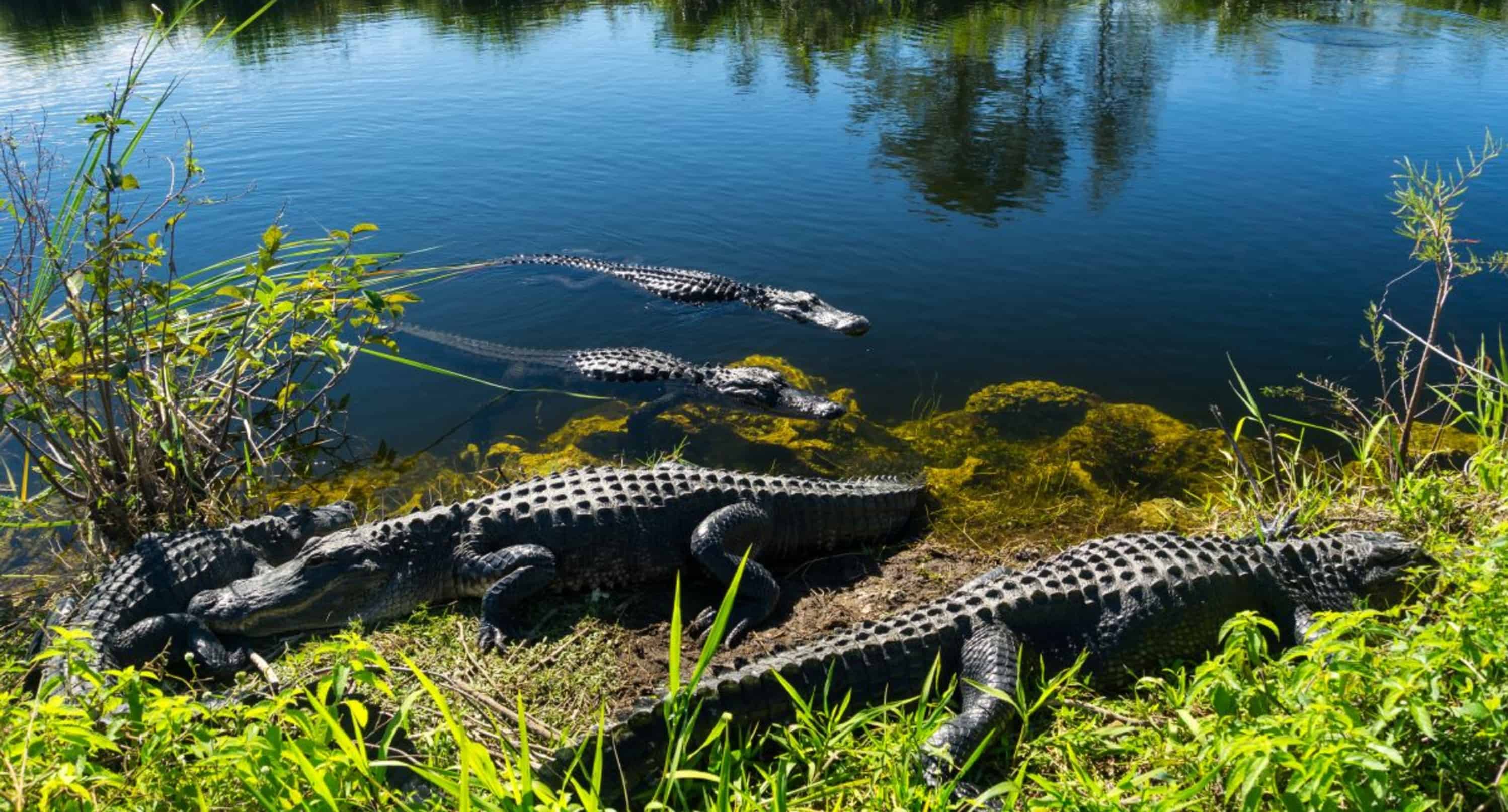 Morning-Everglades-Airboat-Excursion-with-Transportation-by-Gray-Line-Miami
